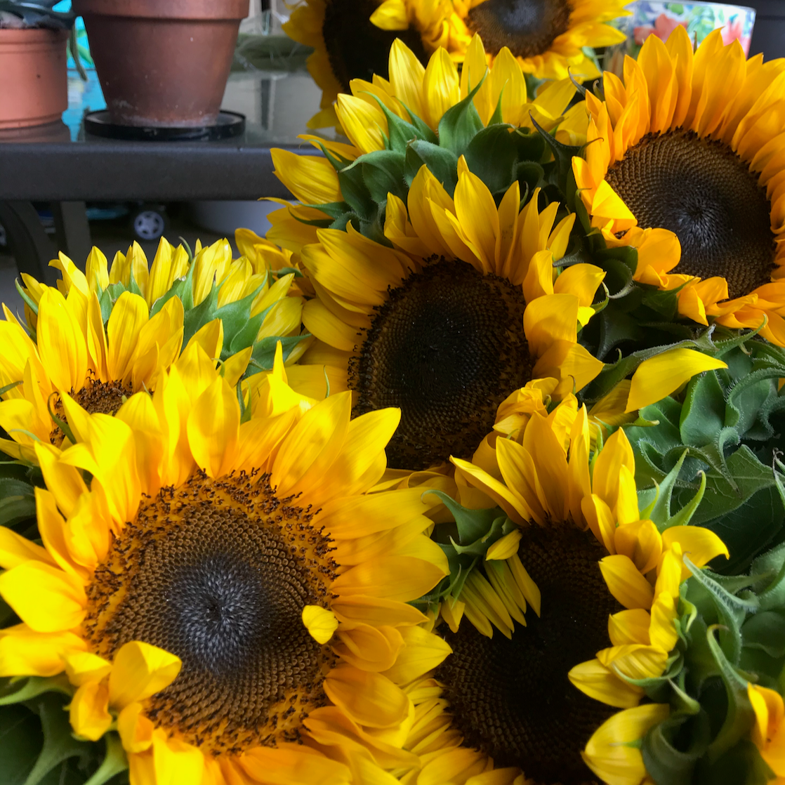 Sunflowers